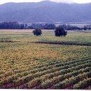 유태농장 이미지