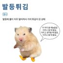 [혼자 산티아고 순례길] 포르투갈 해안 길 12일 완주기록 : 항공예약 / 준비물 편