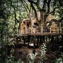 트리하우스 이미지