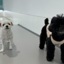 CFM애견유치원 이미지