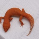 오렌지렙타일