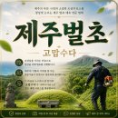 제주벌초