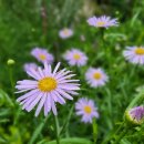 쑥부쟁이 이미지