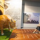 청도소싸움테마파크 이미지