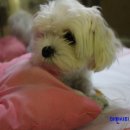 알로하 동물병원 이미지