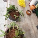 빨리쎌프 이미지