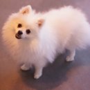 펫살롱모우 이미지