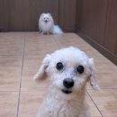 펫하우스 V 이미지