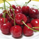 지리산황금나무 이미지