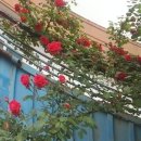 넝쿨장미집 이미지