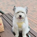 바잇미 | 중형견 강아지 하네스: 바잇미 컴포트 핸즈프리 리드줄 세트 후기