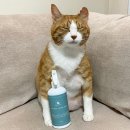 펫프레시 이미지