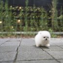 화이트 퍼피 켄넬 이미지