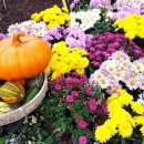 일산 호수공원 가을꽃 축제 이미지