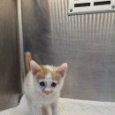 샘골동물병원 이미지