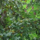 돌배마을협동조합 이미지