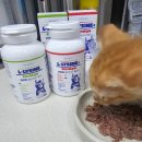 ​길냥이 출신 고양이 감기 기침 예방, 고양이 엘라이신 코어린 종합 영양제 2종 솔직 후기