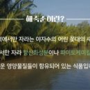 내몸에 초록