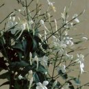 수지플라워 이미지