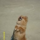 필애견훈련학교 이미지