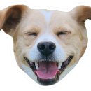 똥개애견카페 이미지