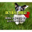 등대로R | 반려견과 함께 제주도 가볼만 한 곳...제주도 애견 놀이터, 애견동반 카페･식당･산책로