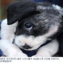 아기강아지 이미지