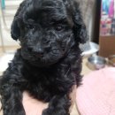 센스펫(노은점) 이미지