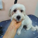 뷰티풀독 이미지