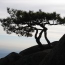 바위와소나무 이미지