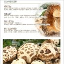 백화고, 표고버섯의 종류 이미지