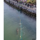 속보) '부캉이' 방류 유도 중단…"스스로 나가도록 기다린다" 이미지