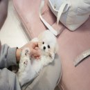 럽댕 강아지분양 이미지