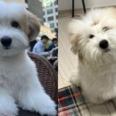 스케치독 이미지