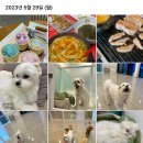 원더독 | 오산 동탄 강아지호텔 원더독 23년도 부터 정착한 이유!