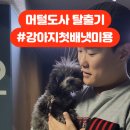 견공간샵 이미지