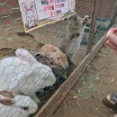 돼지네 울타리 | 딸기농장체험］딸기농장에서 아기랑 방울토마토체험, 동물먹이주기, 딸기우유만들기/아기랑 체험농장 후기