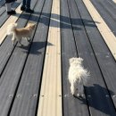 언니네해물손칼국수 이미지