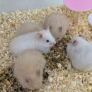 선셋 햄스터리 이미지