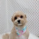 펫피파니 이미지