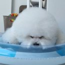 피개행개 이미지