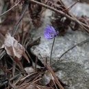 금산-55 이미지