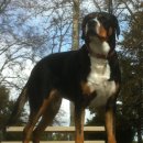 도그바라기 이미지