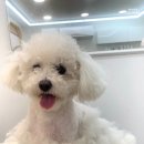 화사하개 이미지