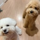 드림킨더유치원 | 주간일기 :: 진주장례식, 강아지하숙, 강아지유치원, 거북섬스케이트장