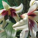 자연농장 이미지