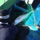 울진왕돌초 이미지