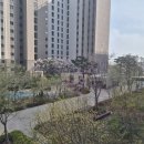 센트럴자이1단지 104동 앞 | [공지] 김포 고촌센트럴자이 임장 후기 벚꽃·개나리 만발