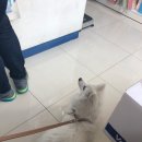 엉클장동물병원 이미지