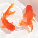 피쉬갤러리 천안점 이미지